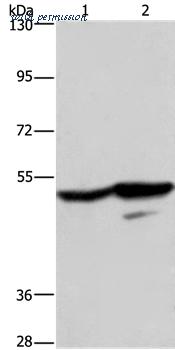 MyBioSource MBS9412829 image 1