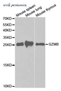 MyBioSource MBS9413077 image 1