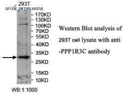 MyBioSource MBS9413679 image 1