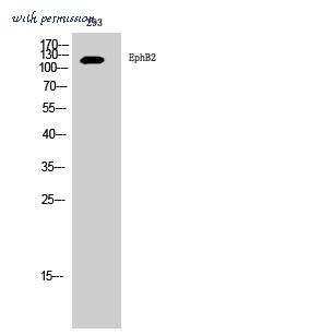 MyBioSource MBS9413783 image 1
