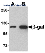 MyBioSource MBS9413905 image 1
