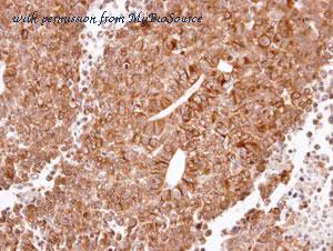 MyBioSource MBS9414140 image 2