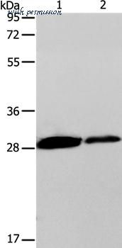MyBioSource MBS9414183 image 1