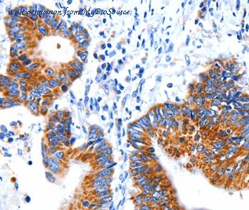 MyBioSource MBS9414183 image 2