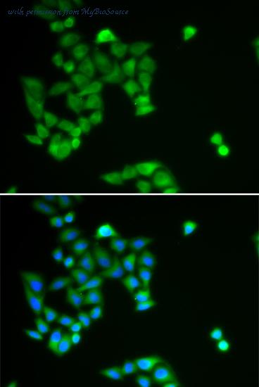 MyBioSource MBS9414381 image 1