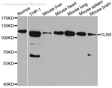 MyBioSource MBS9414718 image 1
