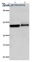 MyBioSource MBS9414764 image 1