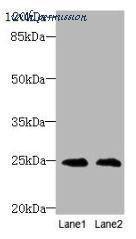 MyBioSource MBS9415370 image 1