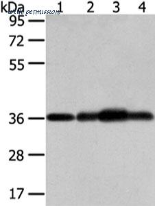 MyBioSource MBS9415650 image 1