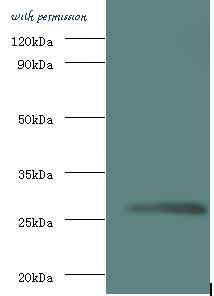 MyBioSource MBS9415708 image 1