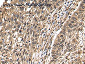 MyBioSource MBS9416094 image 1