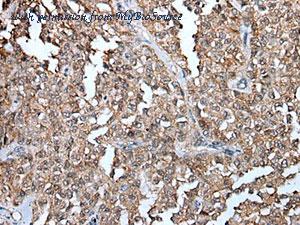 MyBioSource MBS9417345 image 3