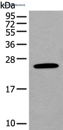 MyBioSource MBS9417410 image 1