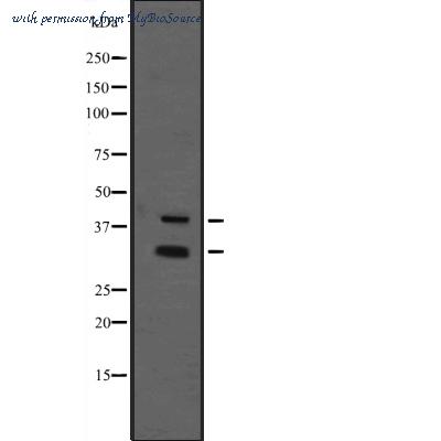 MyBioSource MBS9418128 image 1