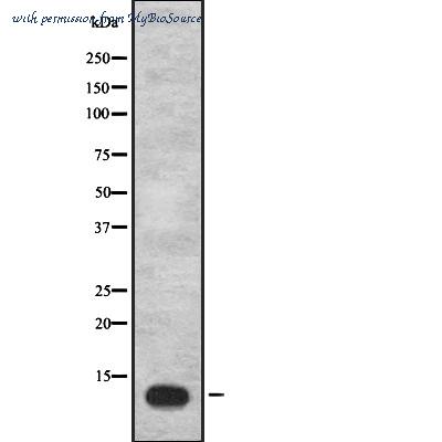 MyBioSource MBS9418207 image 1