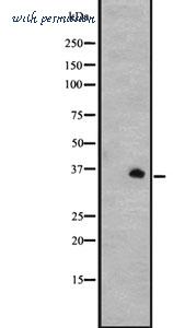 MyBioSource MBS9418316 image 1