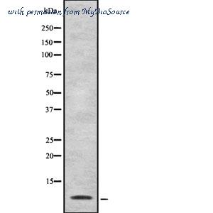 MyBioSource MBS9418724 image 1