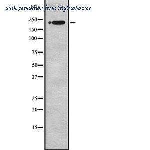 MyBioSource MBS9418759 image 1