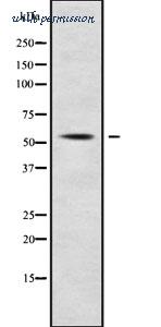 MyBioSource MBS9419170 image 1
