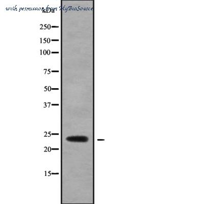MyBioSource MBS9419181 image 1