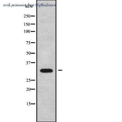 MyBioSource MBS9419268 image 1