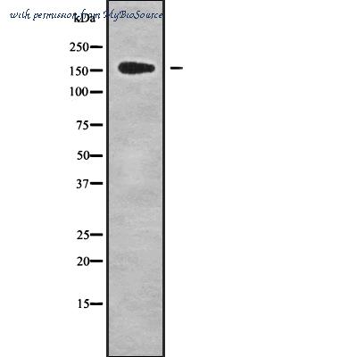 MyBioSource MBS9419378 image 1