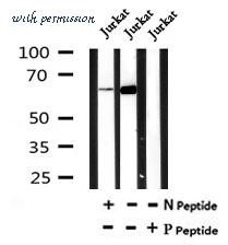 MyBioSource MBS9429098 image 1