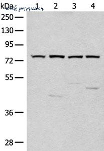 MyBioSource MBS9429658 image 1
