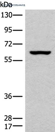 MyBioSource MBS9429665 image 1