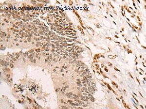 MyBioSource MBS9429852 image 1