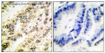 MyBioSource MBS9502393 image 1