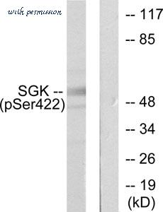 MyBioSource MBS9502393 image 2