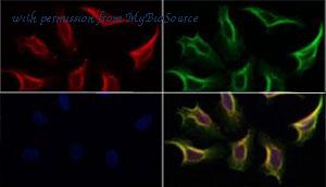 MyBioSource MBS9600098 image 1