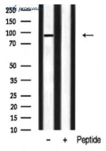 MyBioSource MBS9600098 image 2