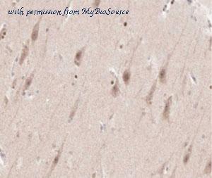 MyBioSource MBS9600098 image 3