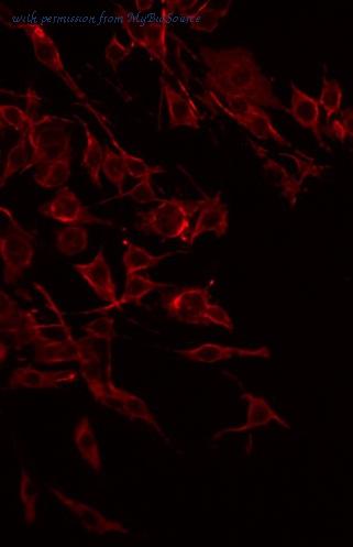 MyBioSource MBS9601455 image 1