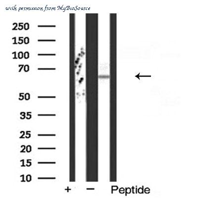 MyBioSource MBS9601455 image 2