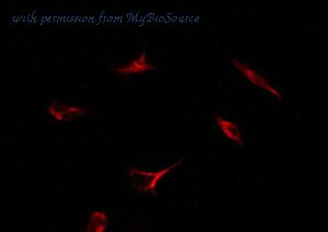 MyBioSource MBS9601705 image 1