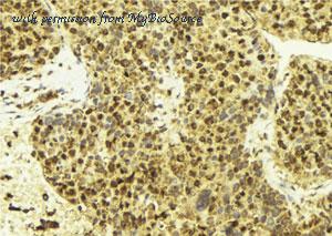 MyBioSource MBS9601705 image 2