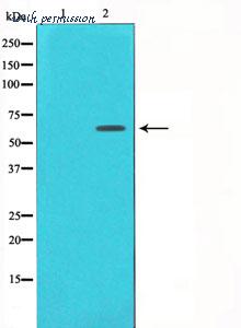MyBioSource MBS9601705 image 3