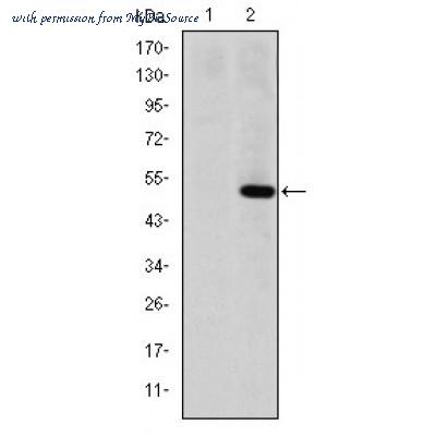 MyBioSource MBS9602703 image 1