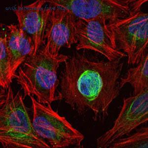 MyBioSource MBS9602703 image 3