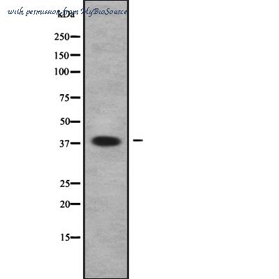 MyBioSource MBS9602861 image 1
