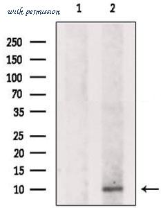 MyBioSource MBS9603380 image 1