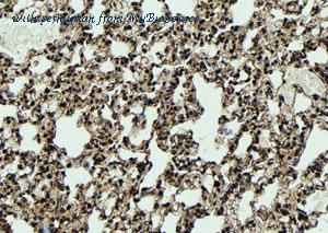 MyBioSource MBS9603380 image 3