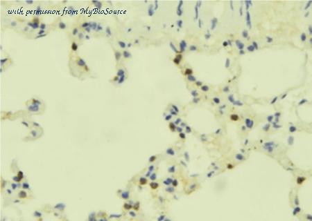 MyBioSource MBS9604283 image 1