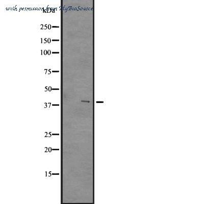 MyBioSource MBS9604283 image 2
