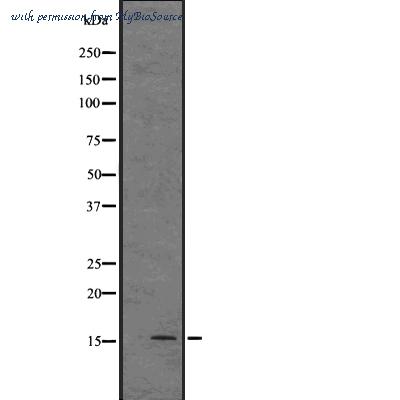 MyBioSource MBS9604391 image 1