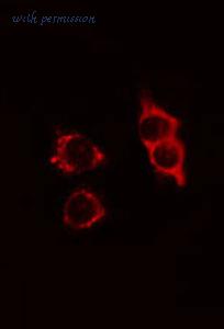 MyBioSource MBS9604797 image 1