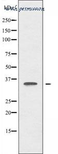 MyBioSource MBS9604797 image 2